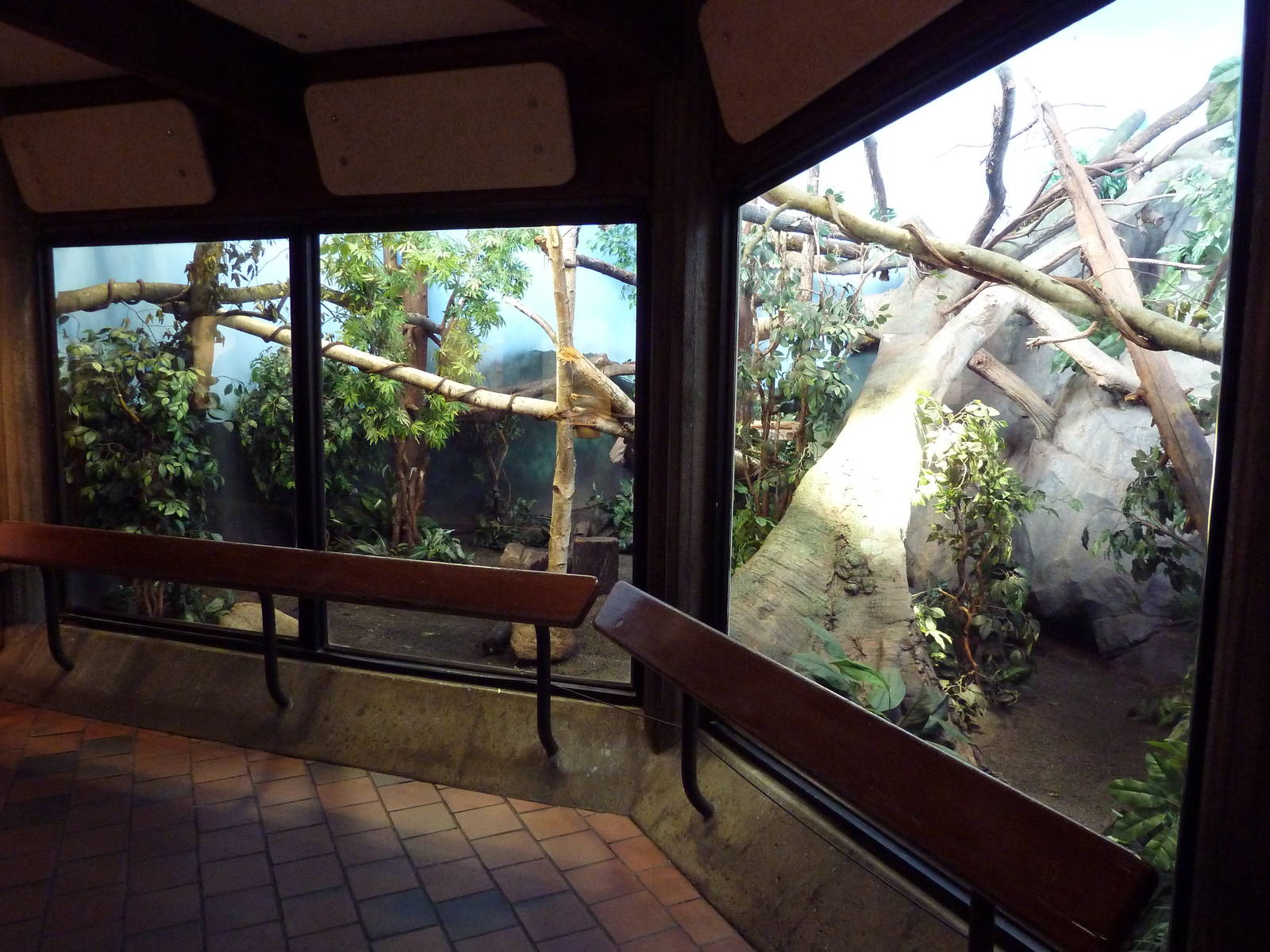 Matschie's Tree Kangaroo Exhibit
