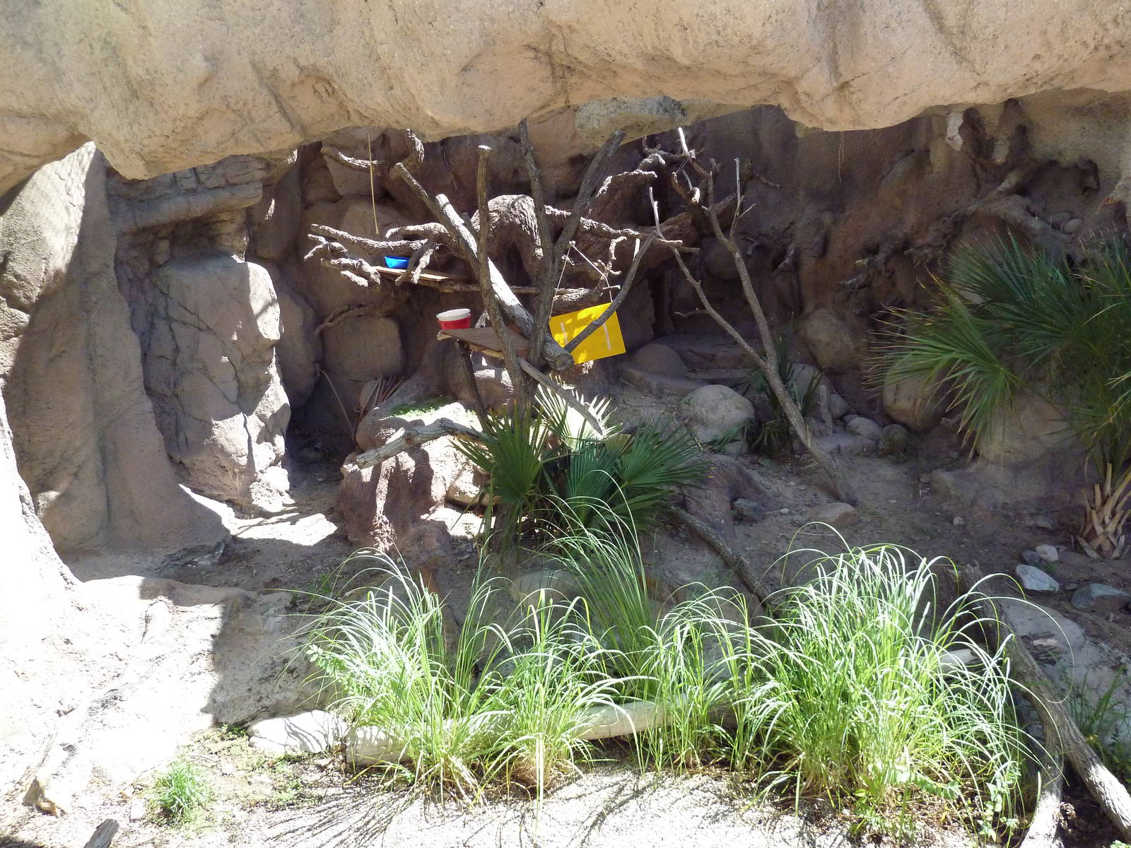 Matschie's Tree Kangaroo Exhibit