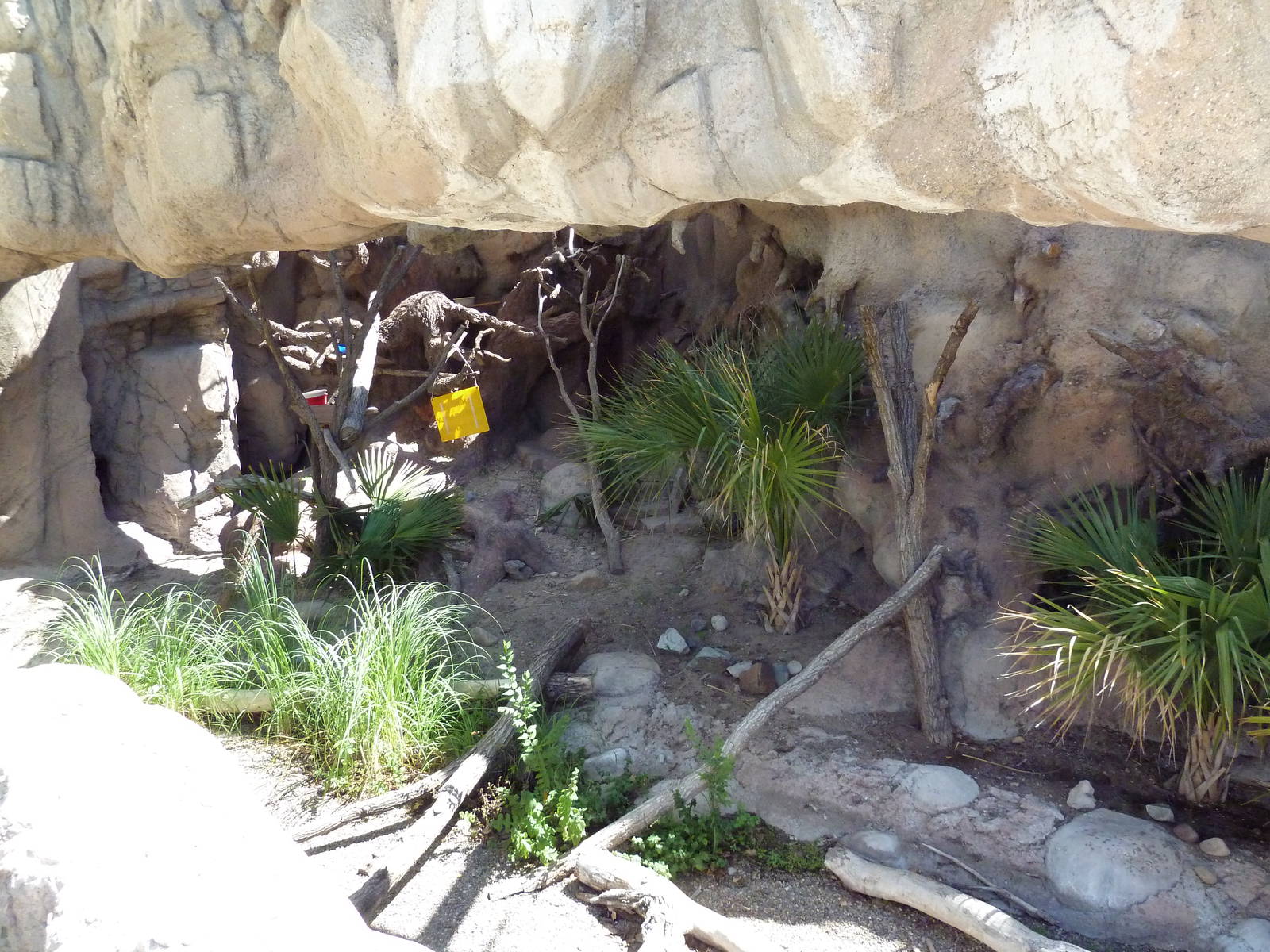 Matschie's Tree Kangaroo Exhibit
