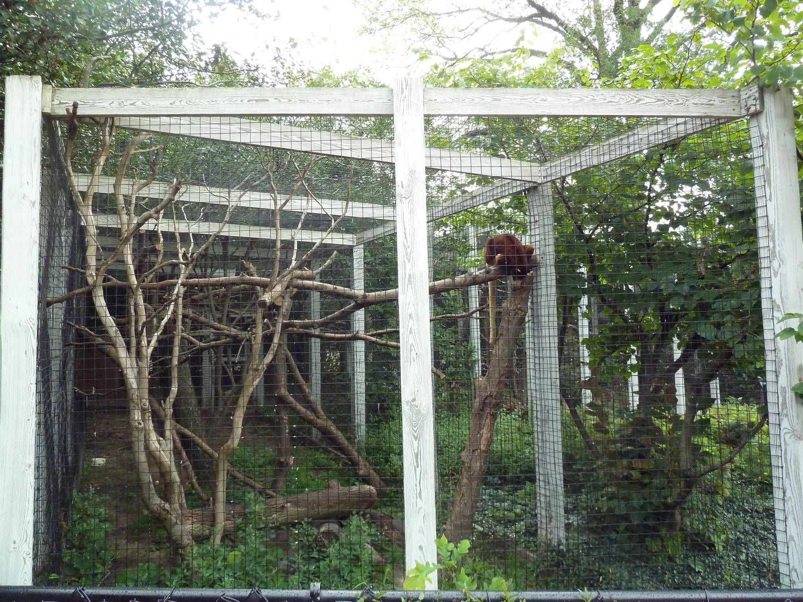 Matschie's Tree Kangaroo Exhibit