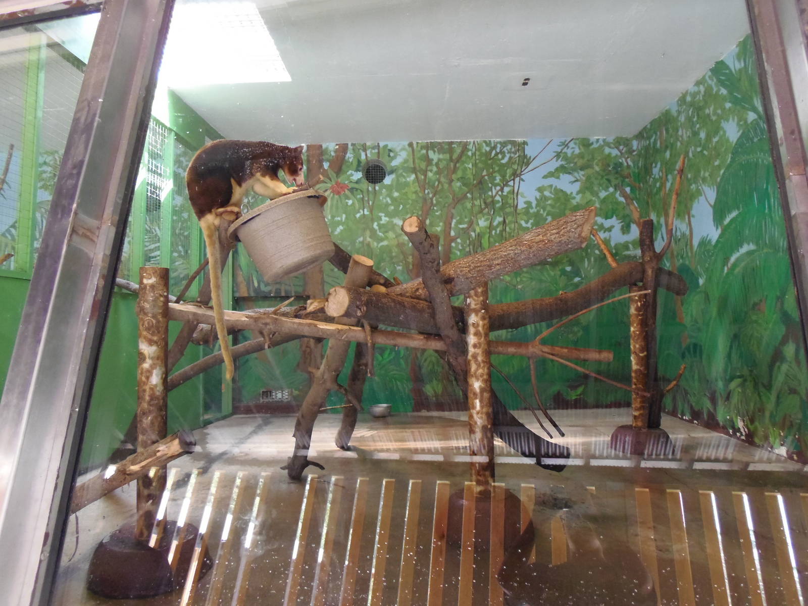 Matschie's Tree Kangaroo Exhibit