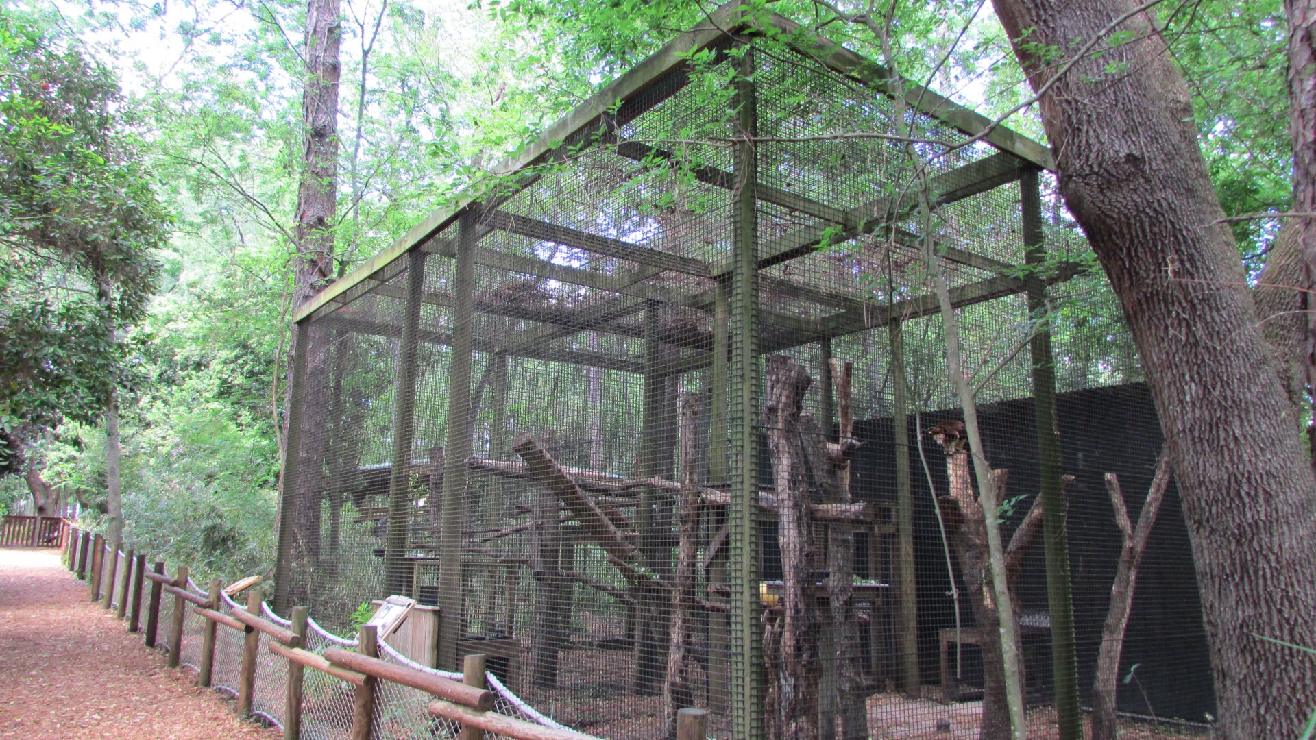 Matschie's Tree Kangaroo Exhibit