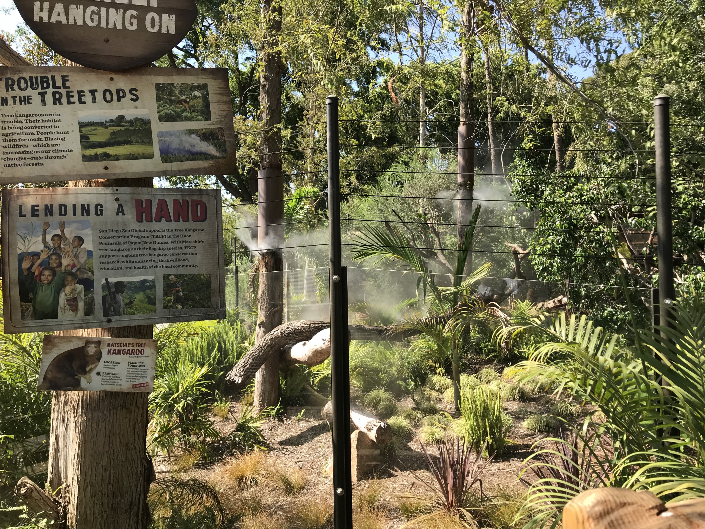 Matschie's Tree Kangaroo Exhibit