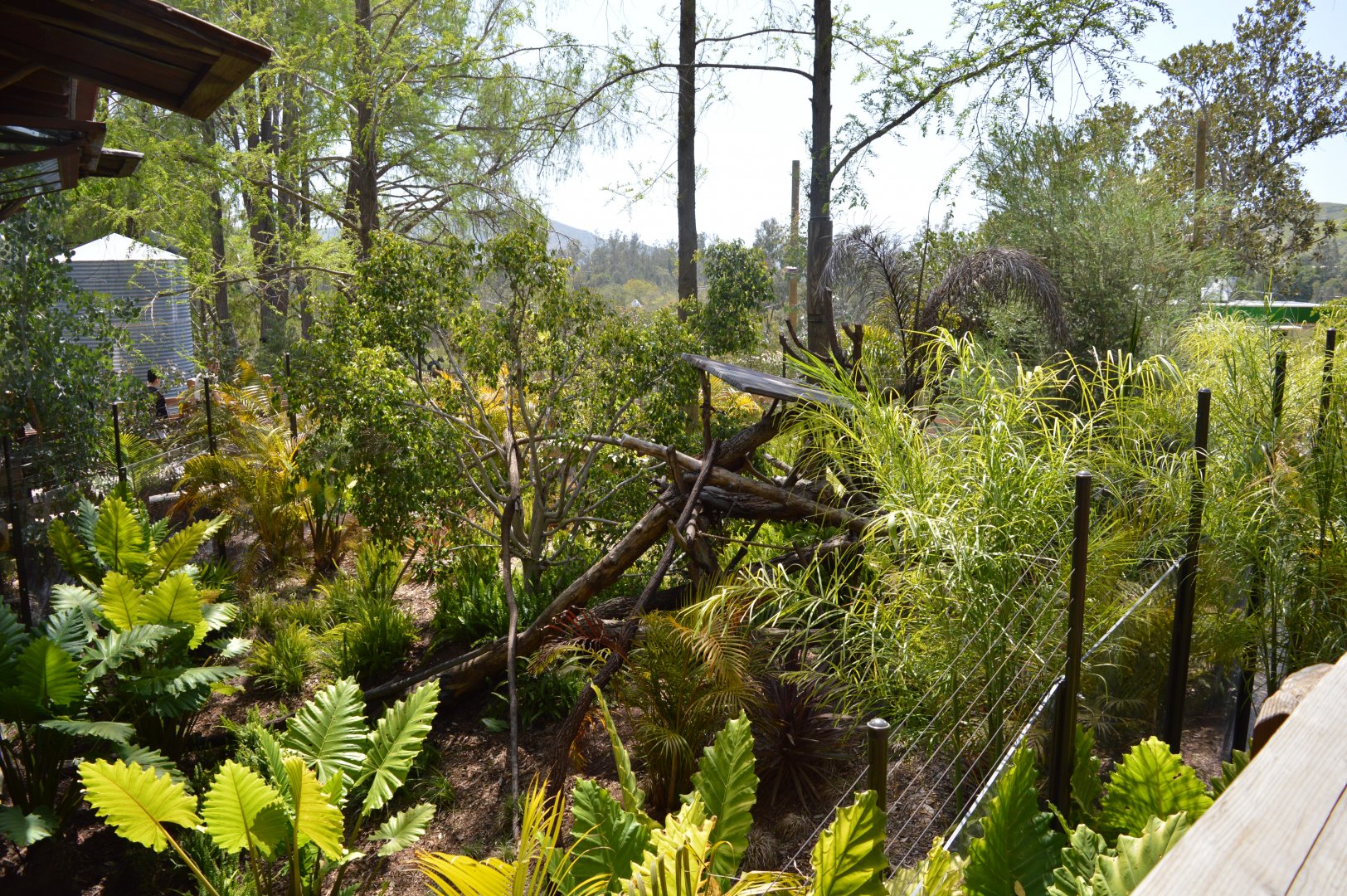 Matschie's Tree Kangaroo Exhibit