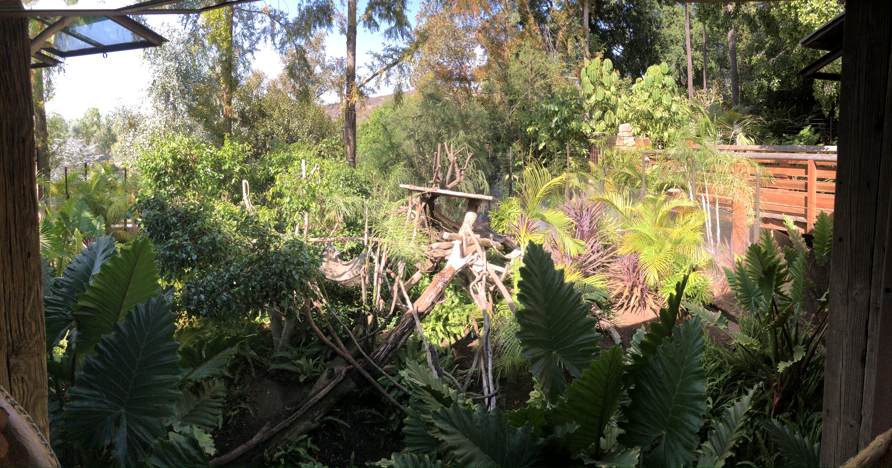 Matschie’s Tree Kangaroo exhibit