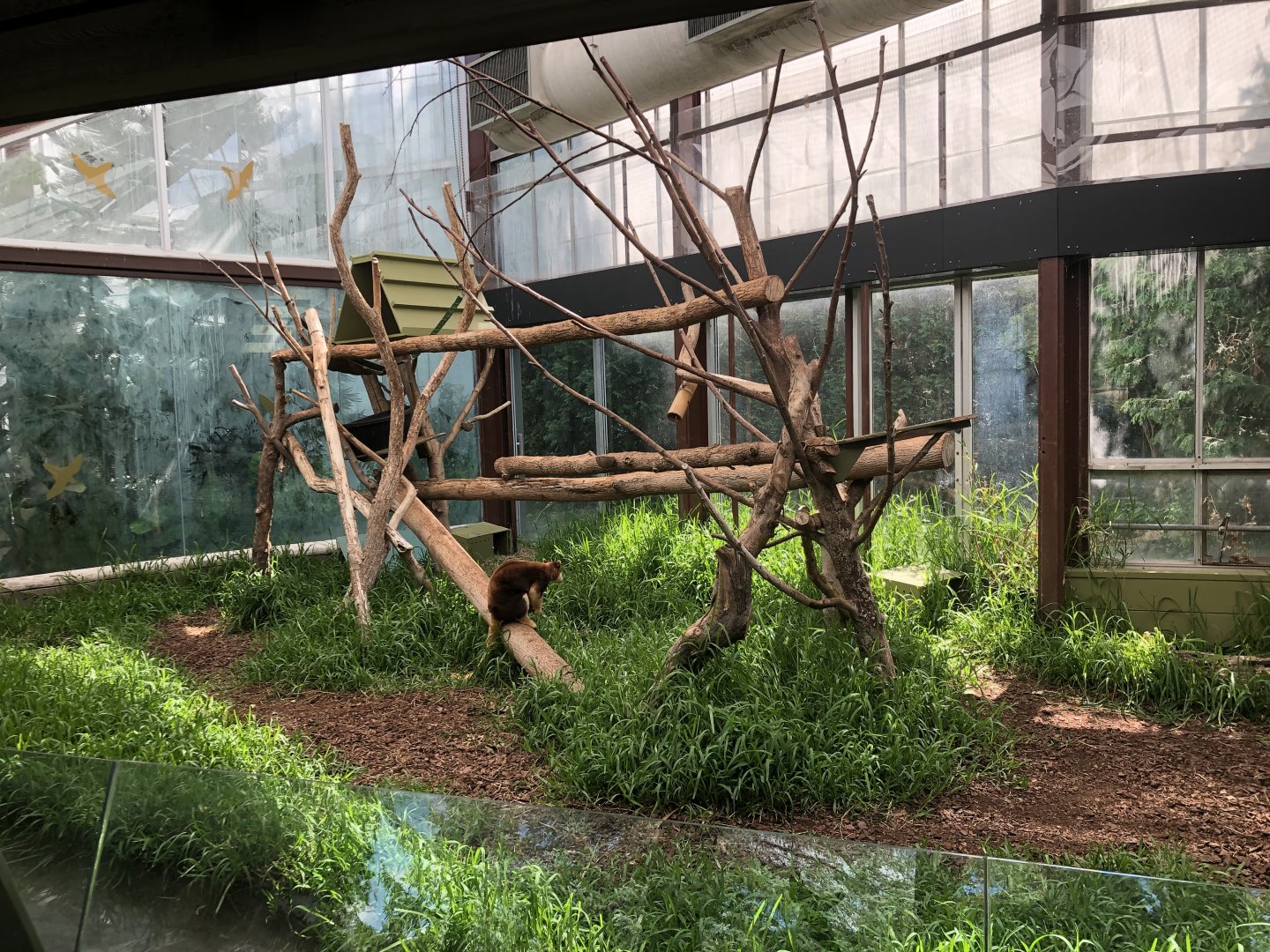 Matschie’s Tree Kangaroo Exhibit