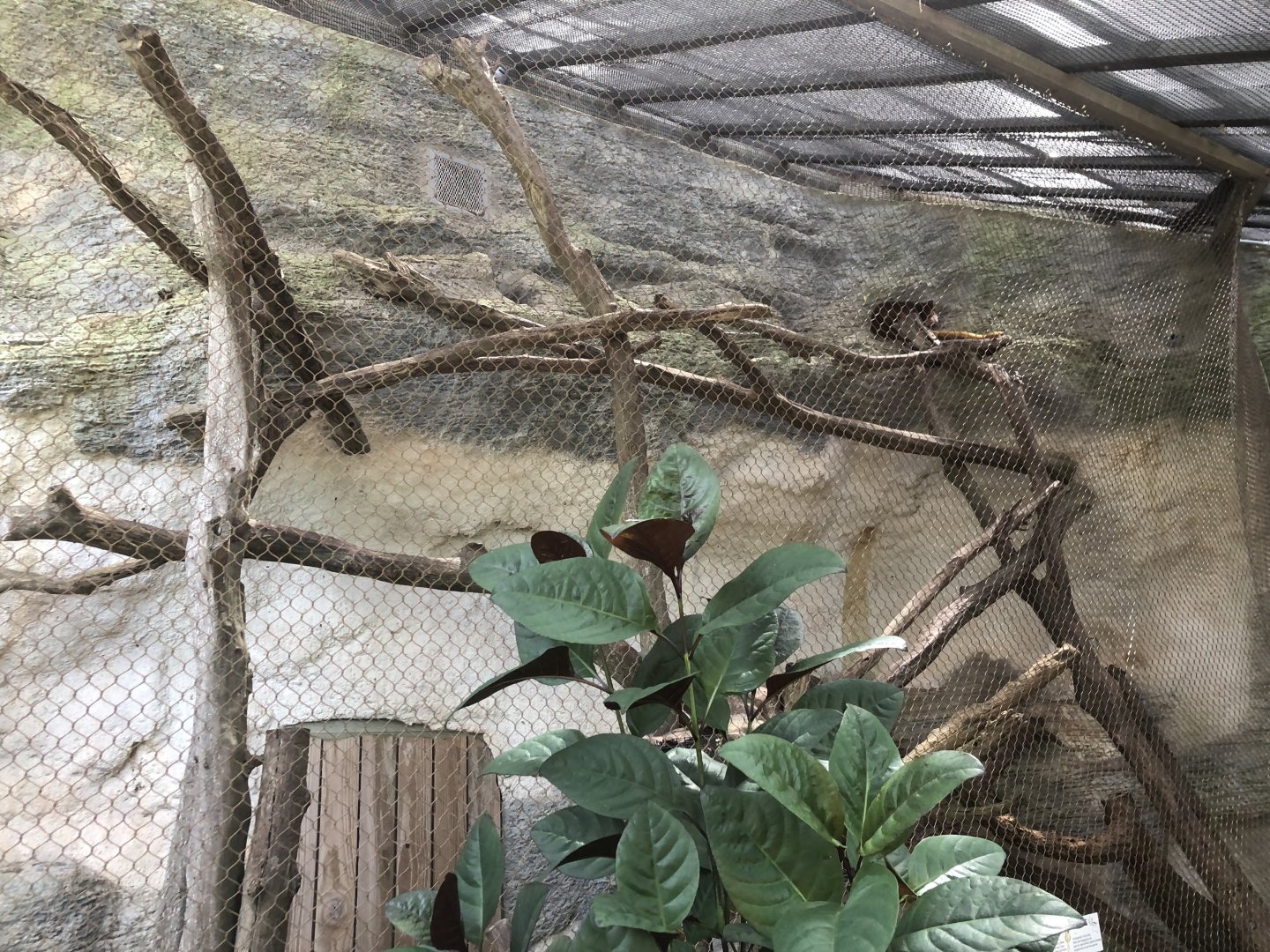 Matschie’s Tree Kangaroo Exhibit