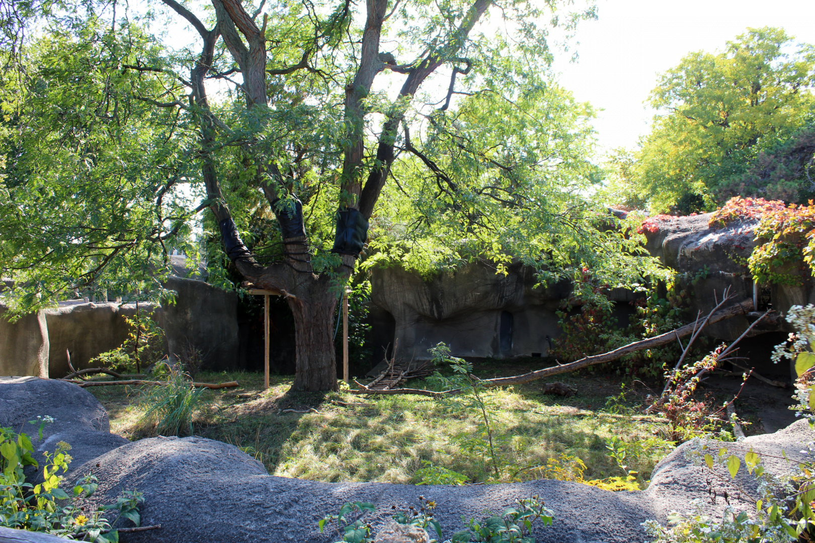 Matschie's Tree Kangaroo Exhibit