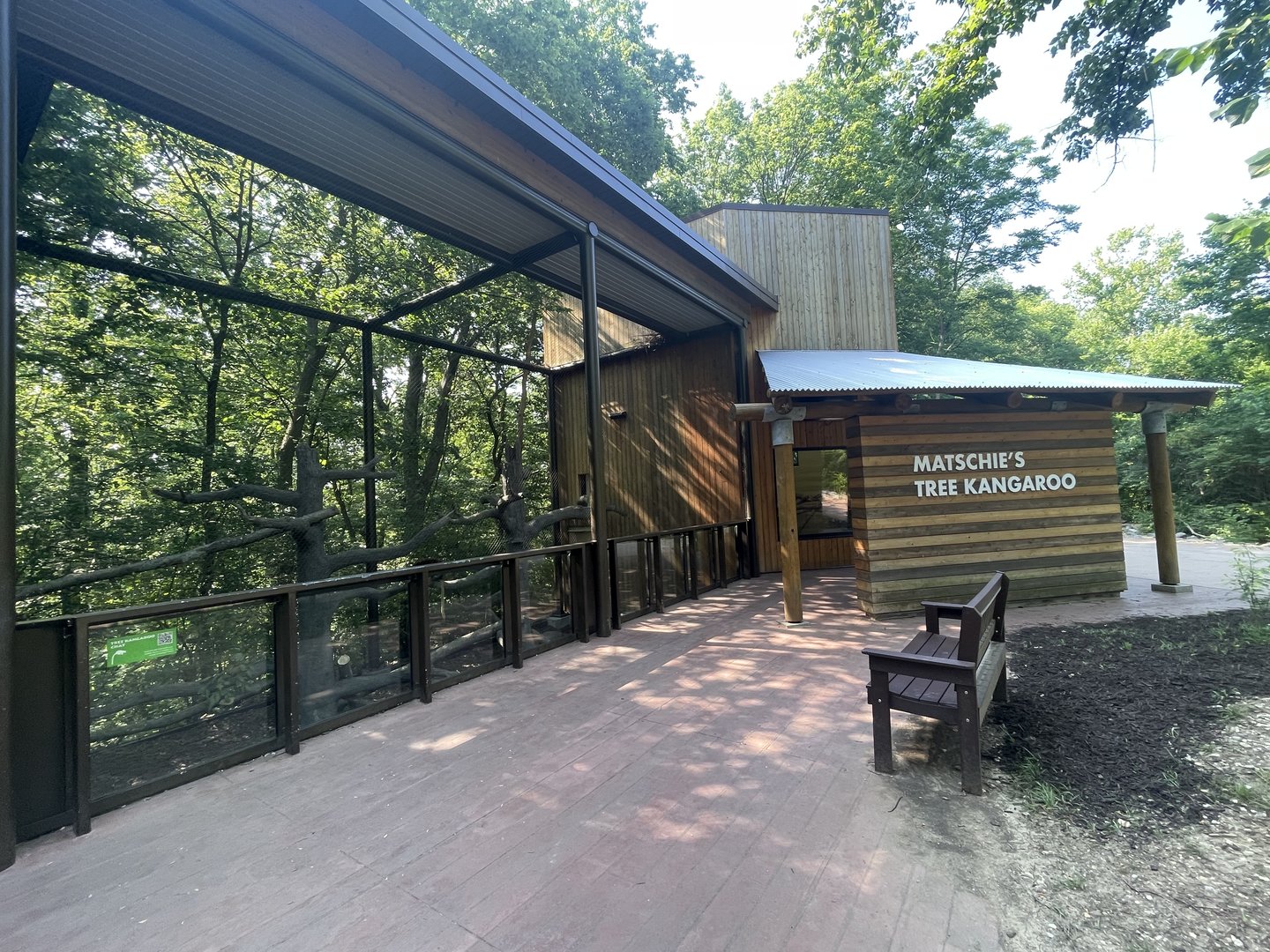 Matschie’s Tree Kangaroo Exhibit