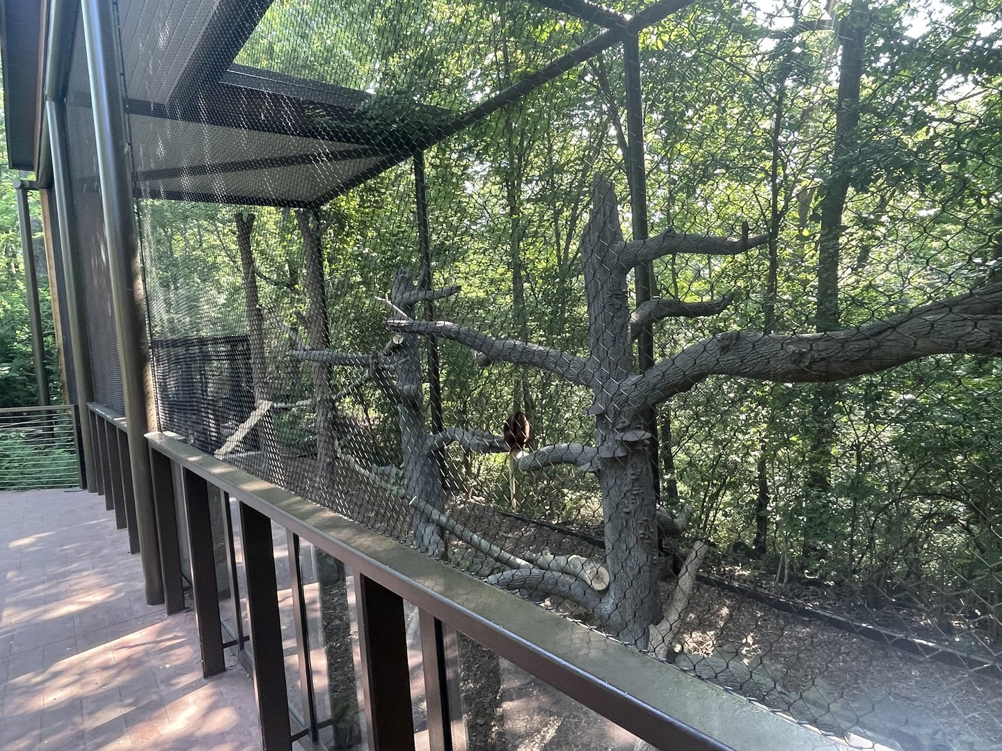 Matschie’s Tree Kangaroo Exhibit