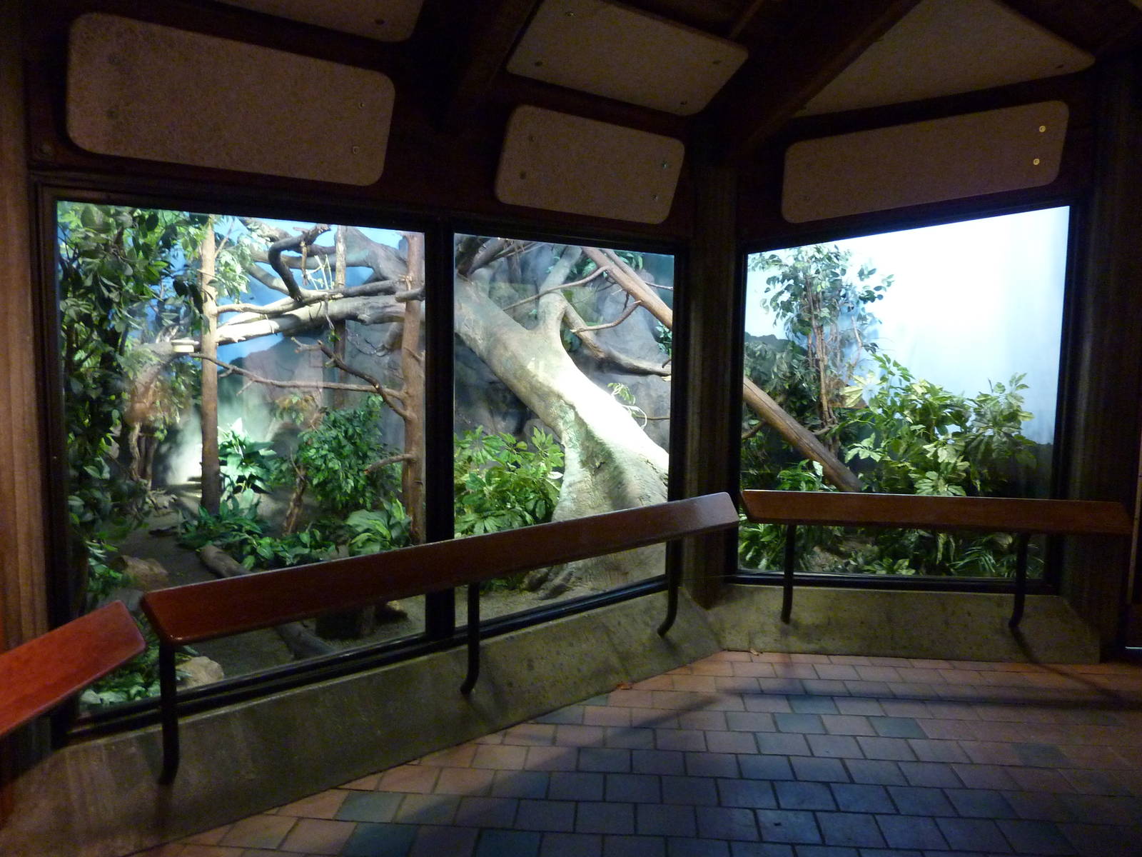 Matschie's Tree Kangaroo Exhibit