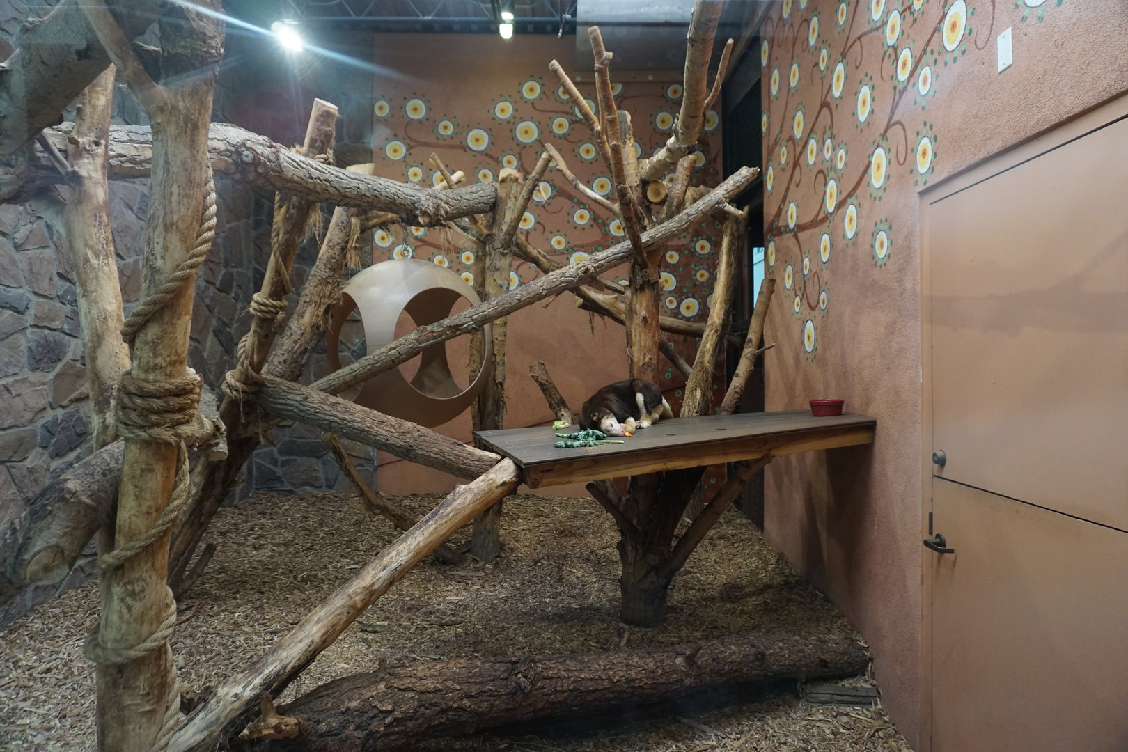 Matschie's Tree Kangaroo Indoor Exhibit
