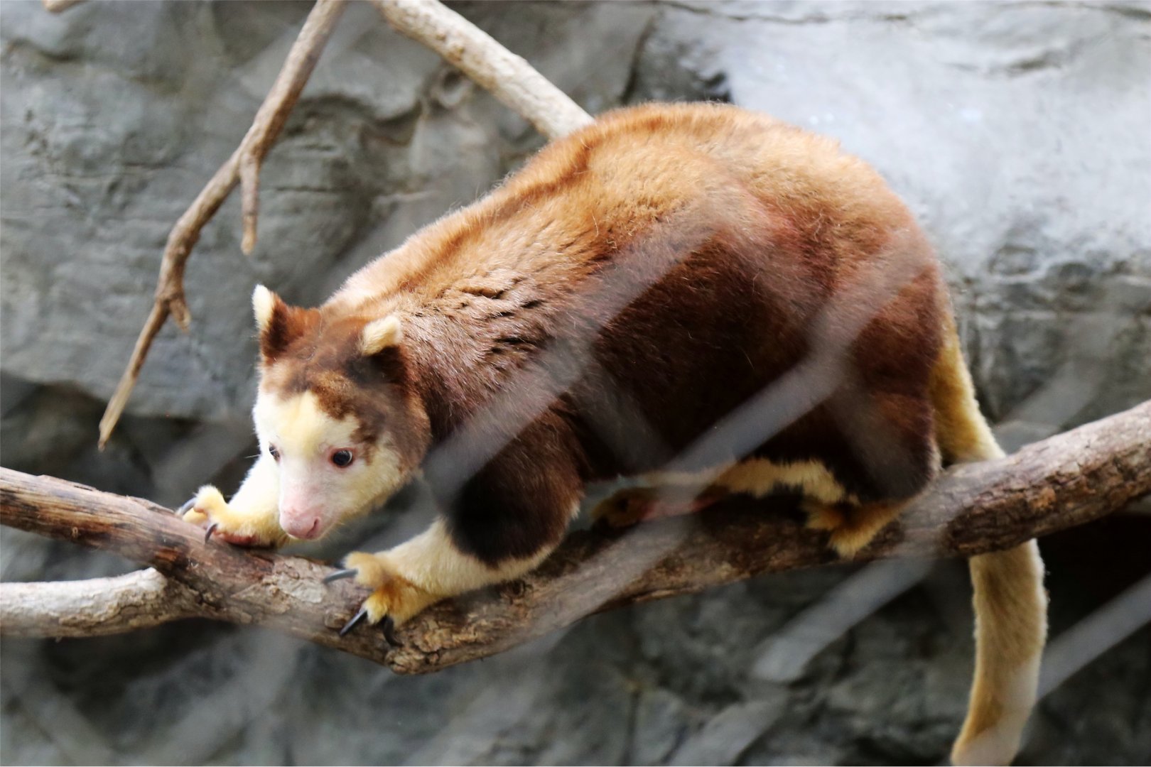Matschie's Tree-kangaroo, June 2016