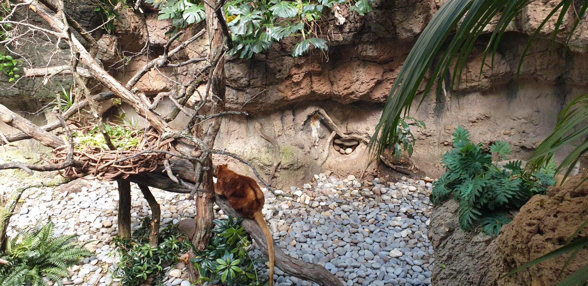 Matschie's tree-kangaroo, Jungle world