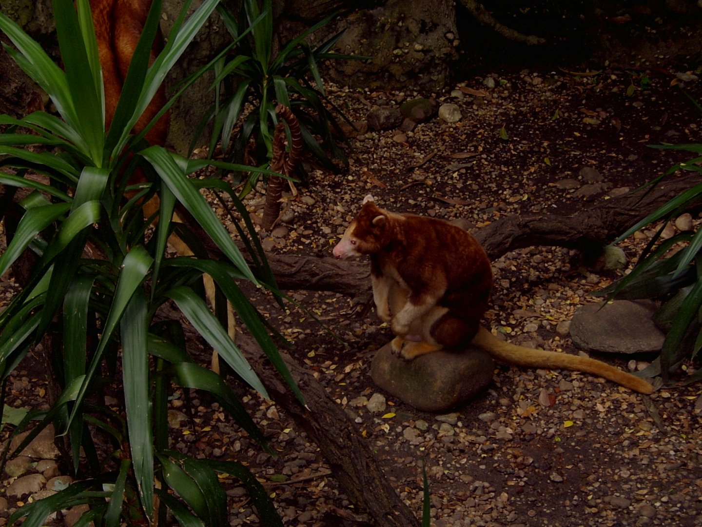 Matschie's tree-kangaroo, Jungleword (December 2005)