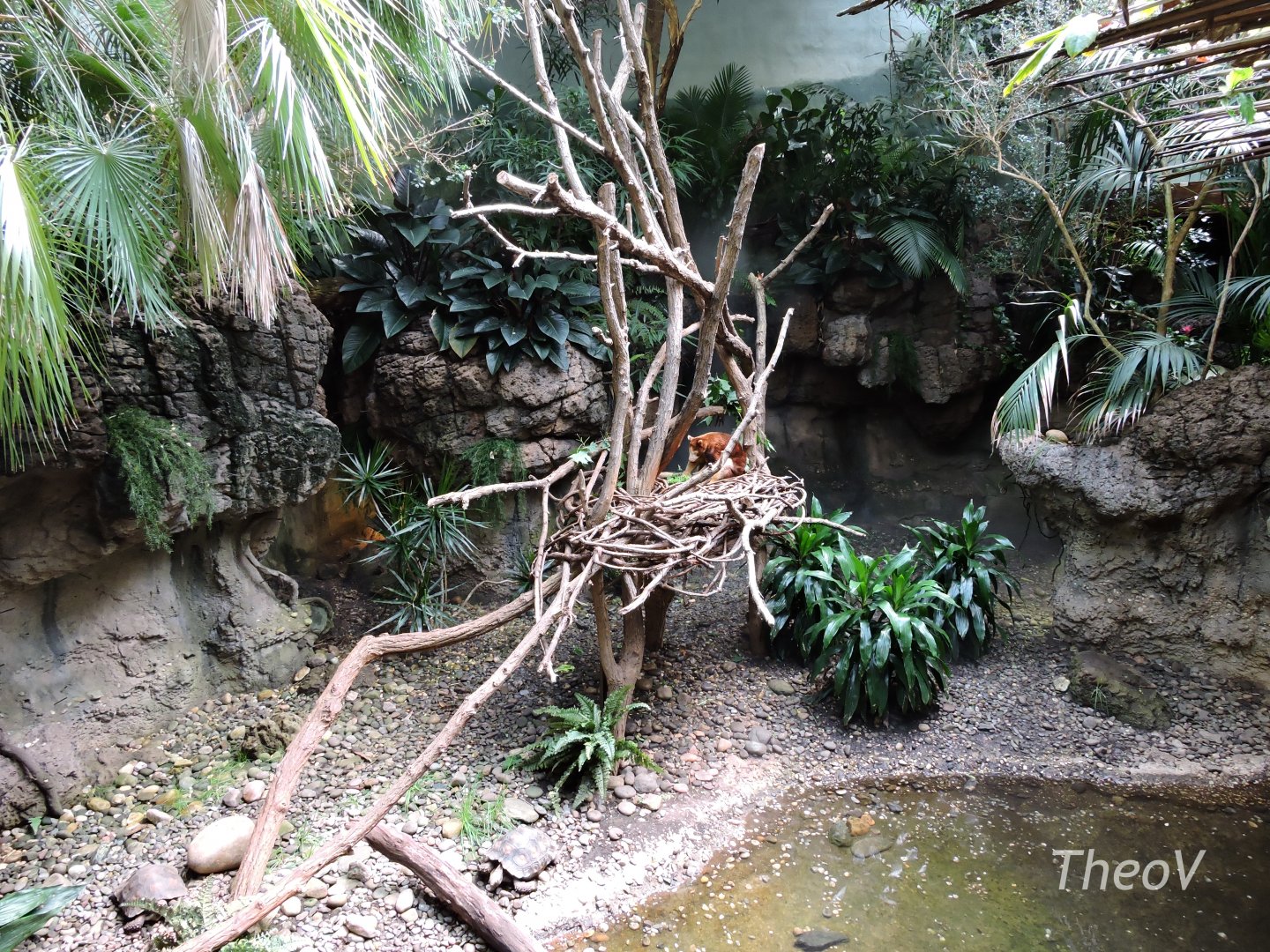 Matschie's tree-kangaroo - JungleWorld [2015]