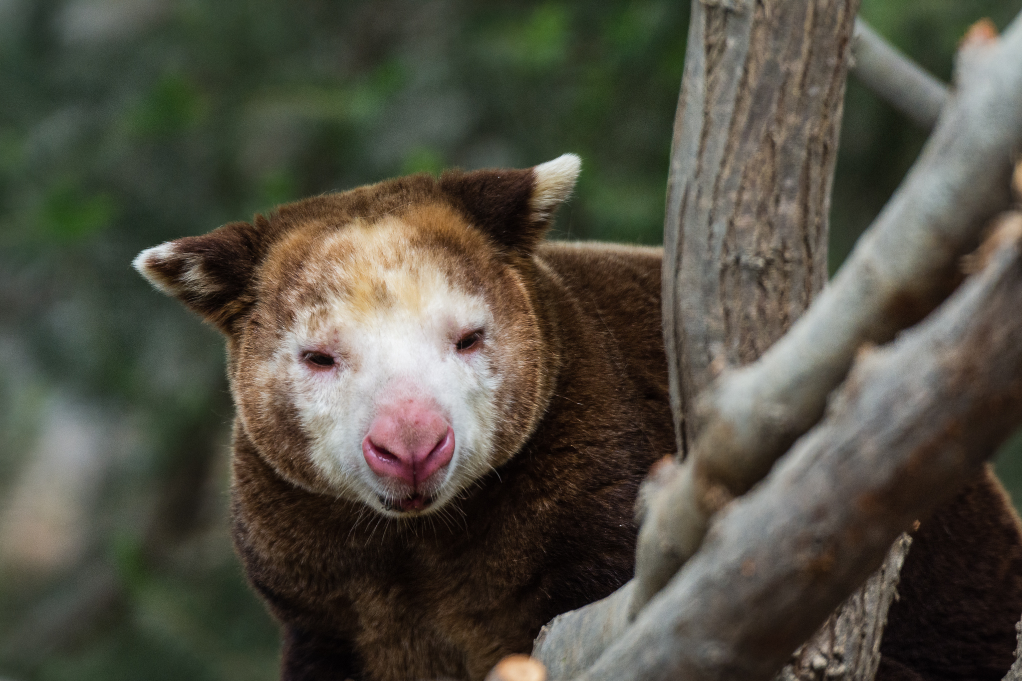 Matschie's tree kangaroo (male)