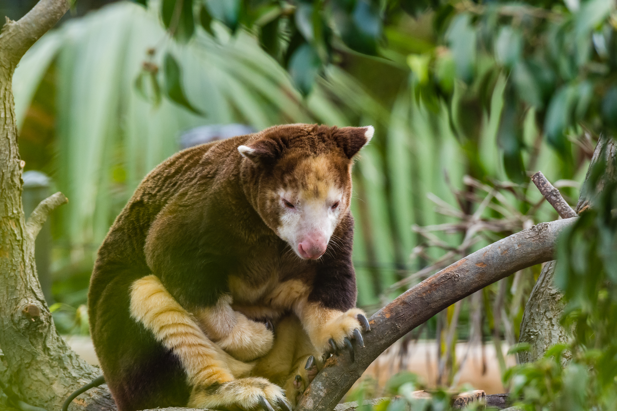 Matschie's tree kangaroo (male)