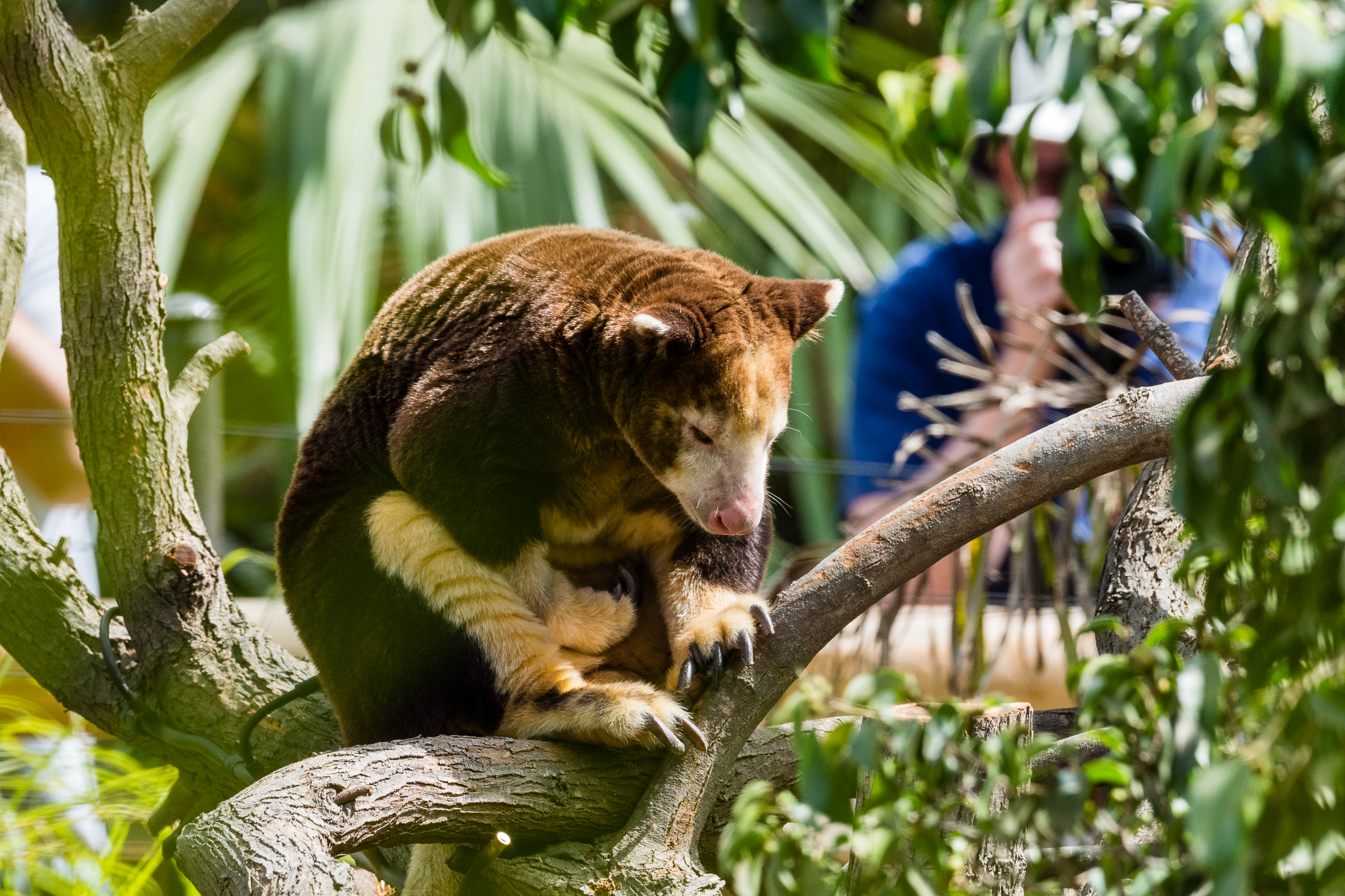 Matschie's tree kangaroo (male)