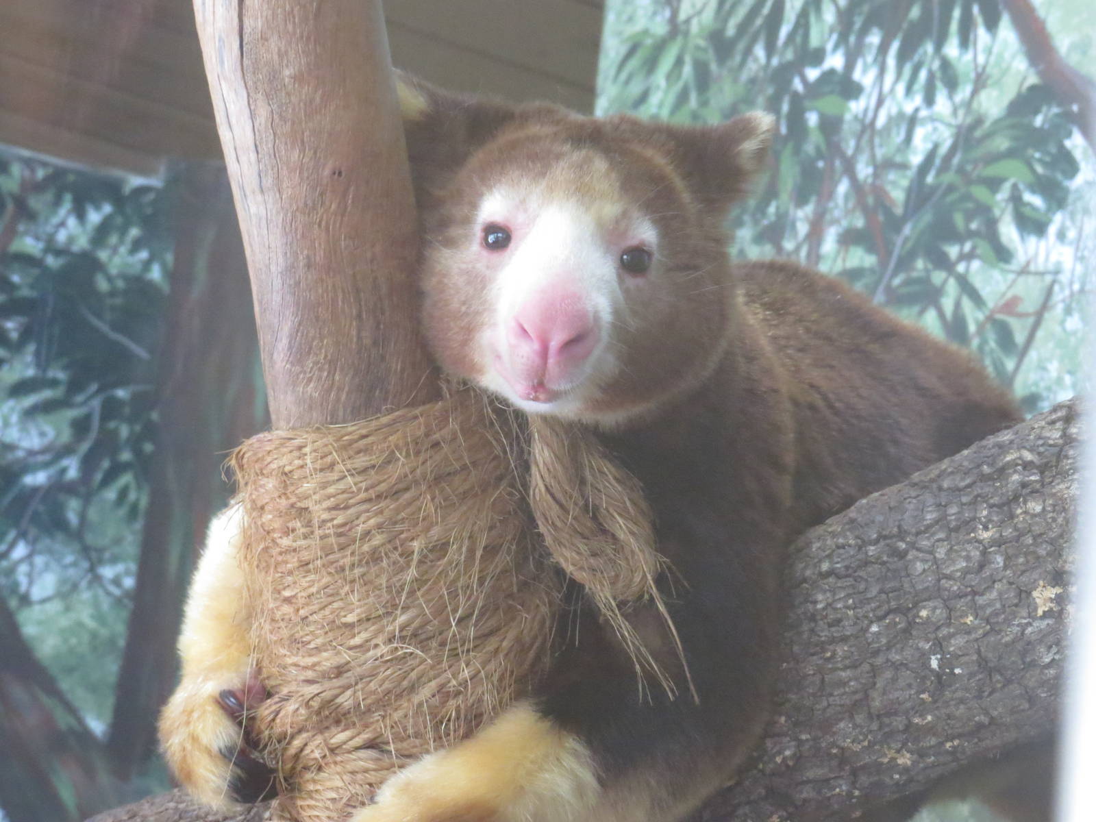Matschie's Tree Kangaroo, March 2015