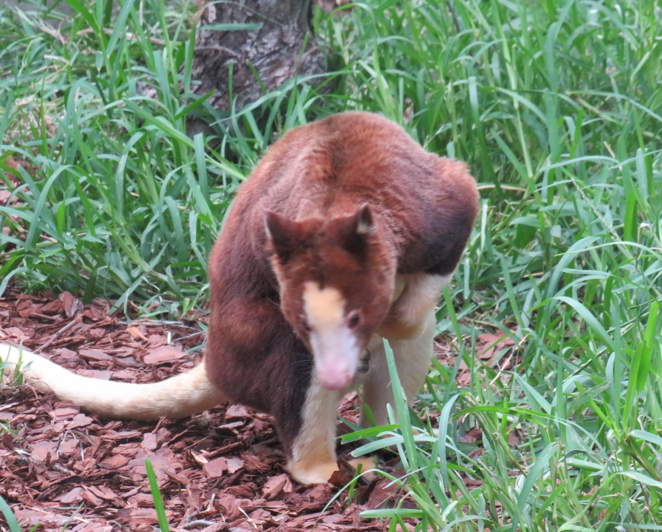 Matschie's tree kangaroo on the ground