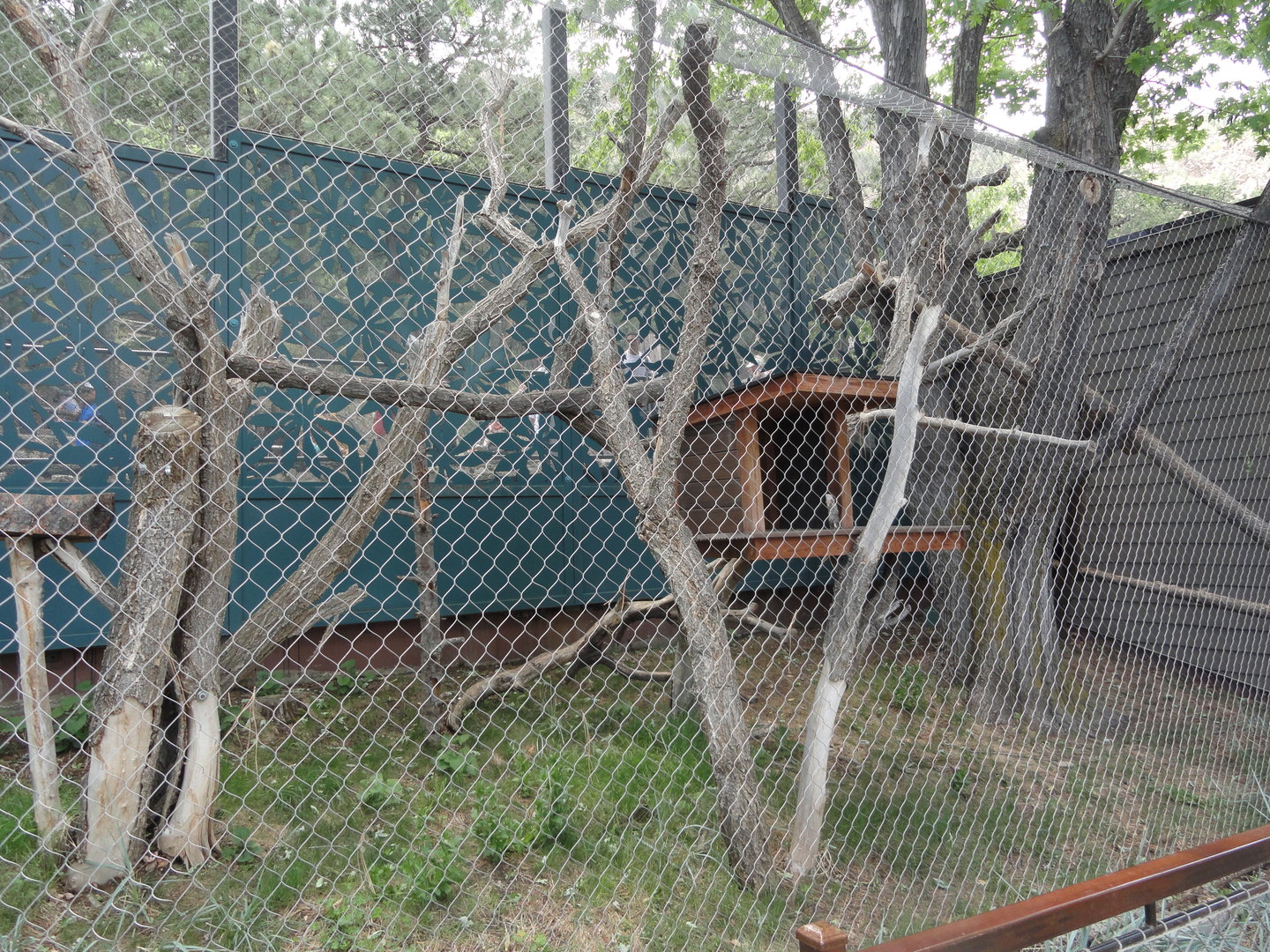 Matschie's Tree Kangaroo Outdoor Exhibit