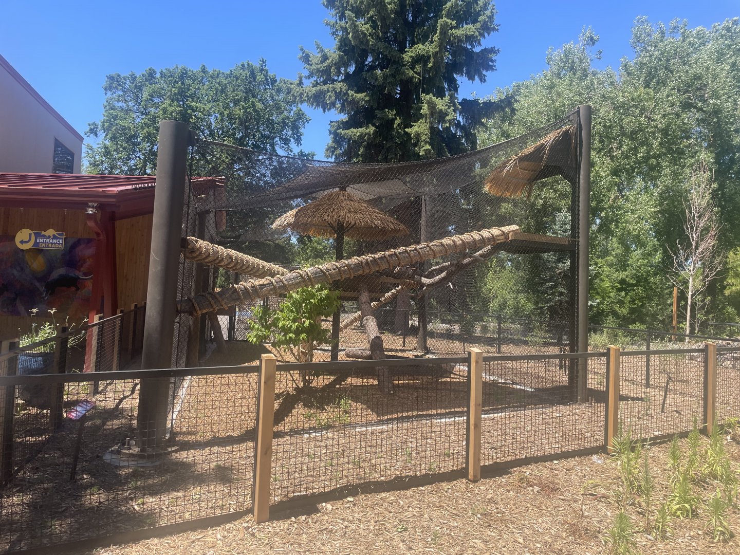 Matschie’s Tree Kangaroo Outdoor Exhibit