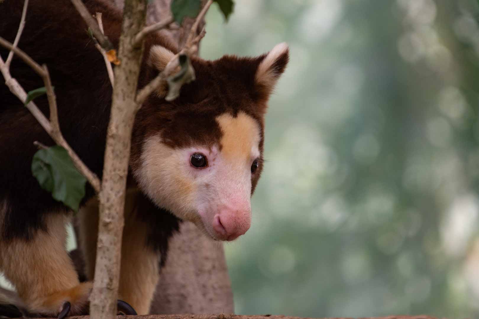 Matschie's Tree Kangaroo Puzzle