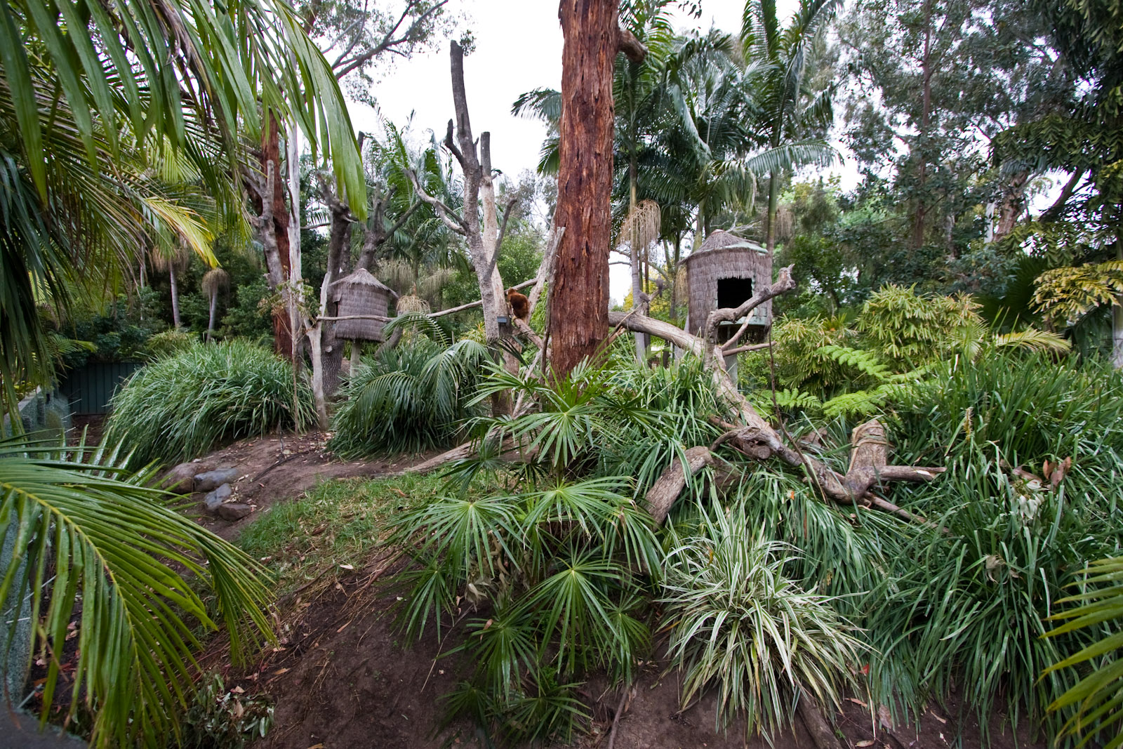 Matschies Tree Kangaroo - Sep 2008