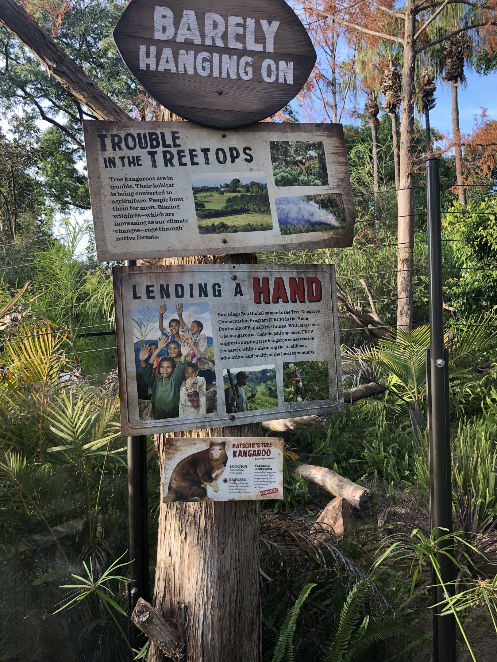 Matschie’s Tree Kangaroo signage