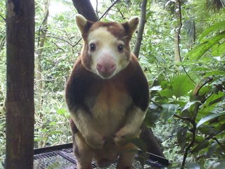 Matschie's Tree Kangaroo, Singapore Zoo