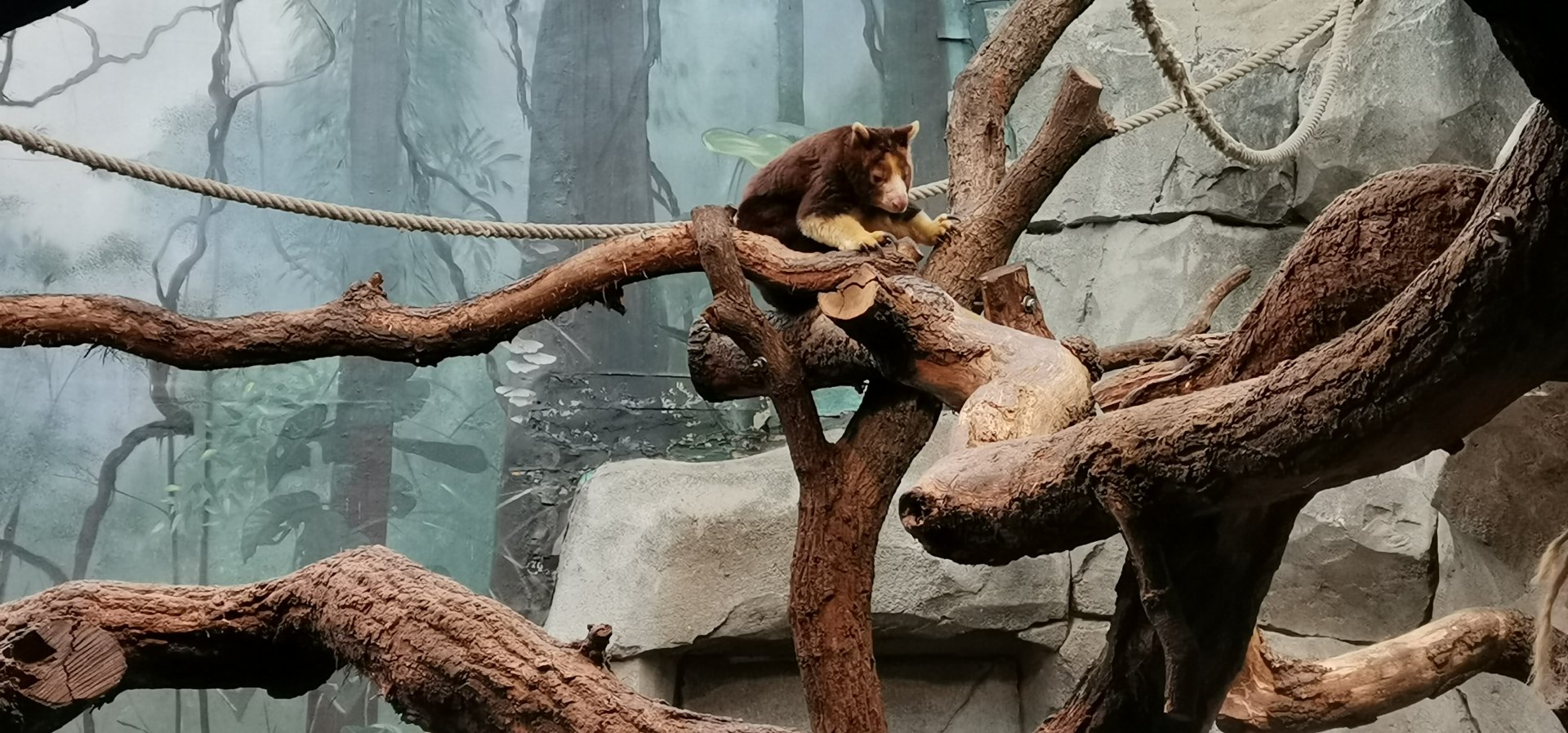 Matschie's Tree-kangaroo, Tropenhaus