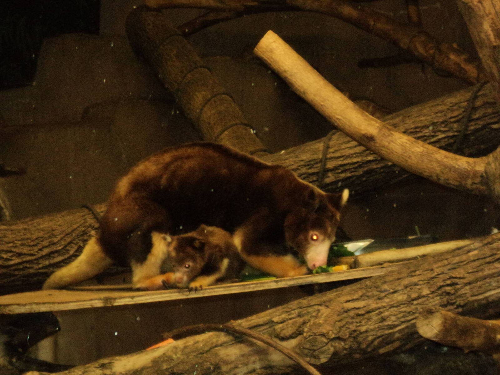 Matschie's Tree Kangaroo with joey