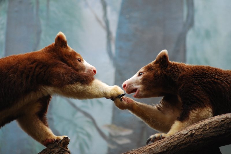 Matschie's tree-kangaroo