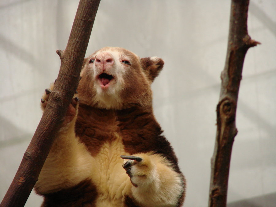 Matschie's Tree Kangaroo