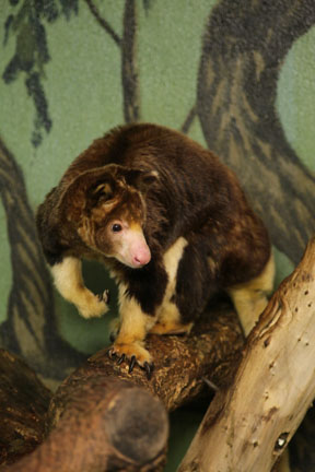 matschies tree kangaroo