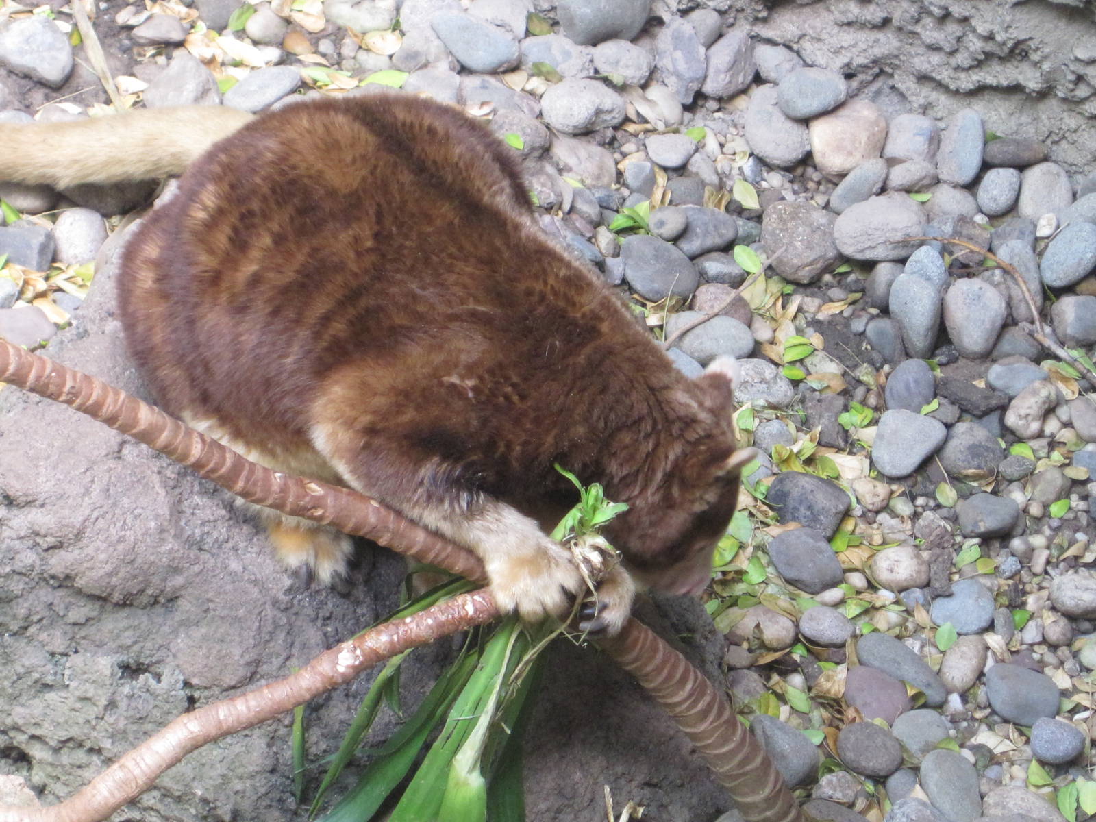 Matschie's Tree Kangaroo