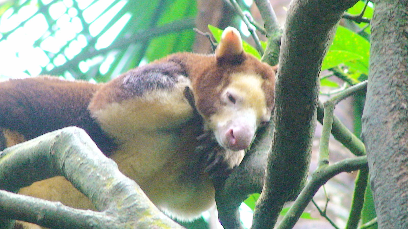 Matschie's tree kangaroo