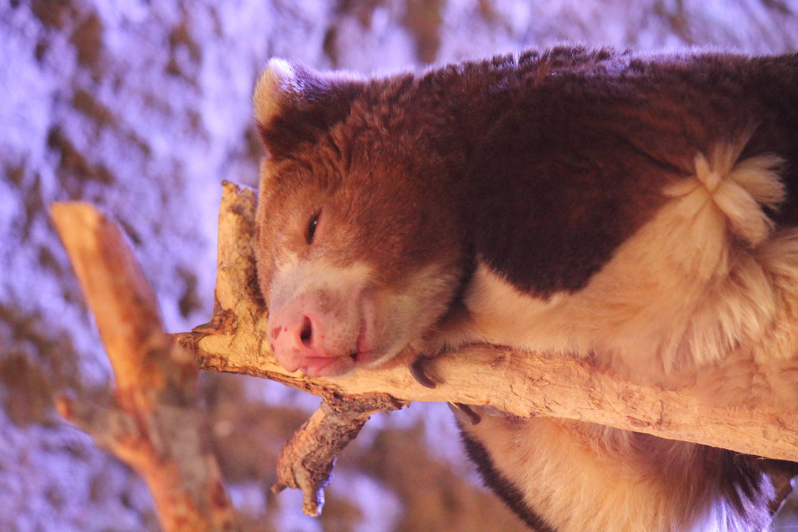 Matschie's Tree Kangaroo