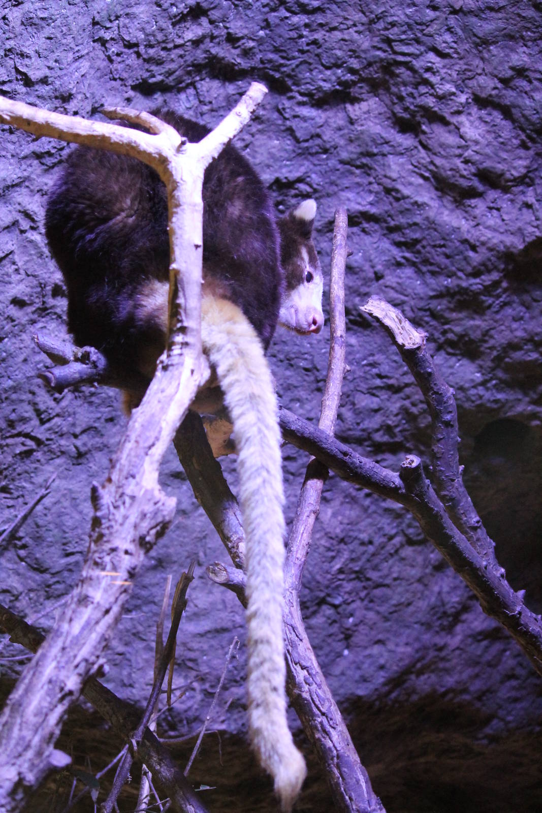 Matschie's Tree Kangaroo