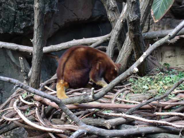 Matschie's Tree Kangaroo