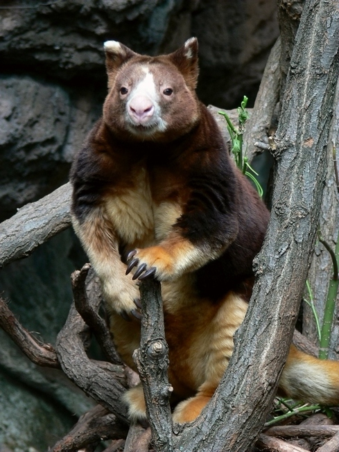 Matschie's tree kangaroo