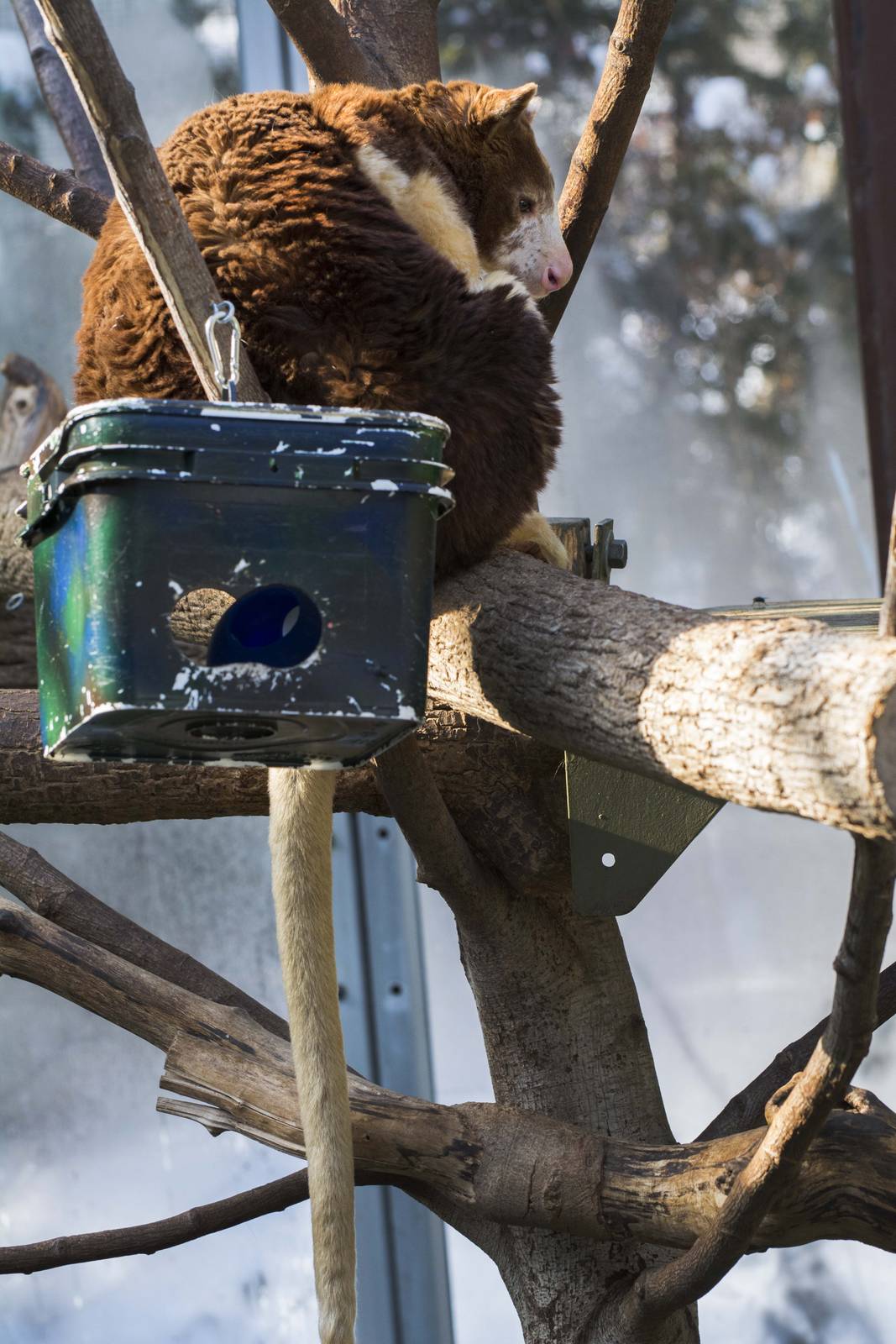 Matschie's Tree Kangaroo