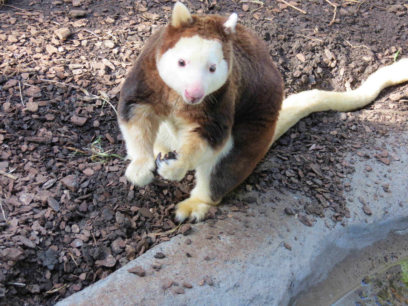 Matschie's Tree Kangaroo