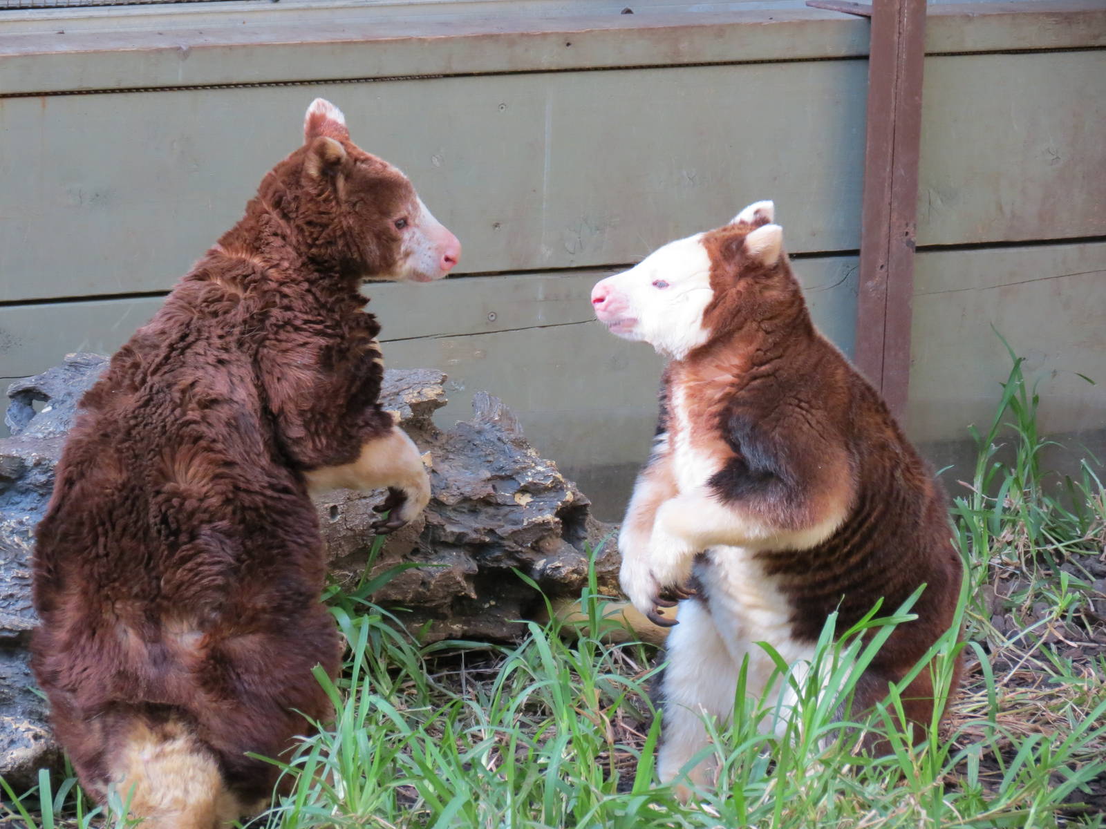 Matschie's Tree Kangaroo