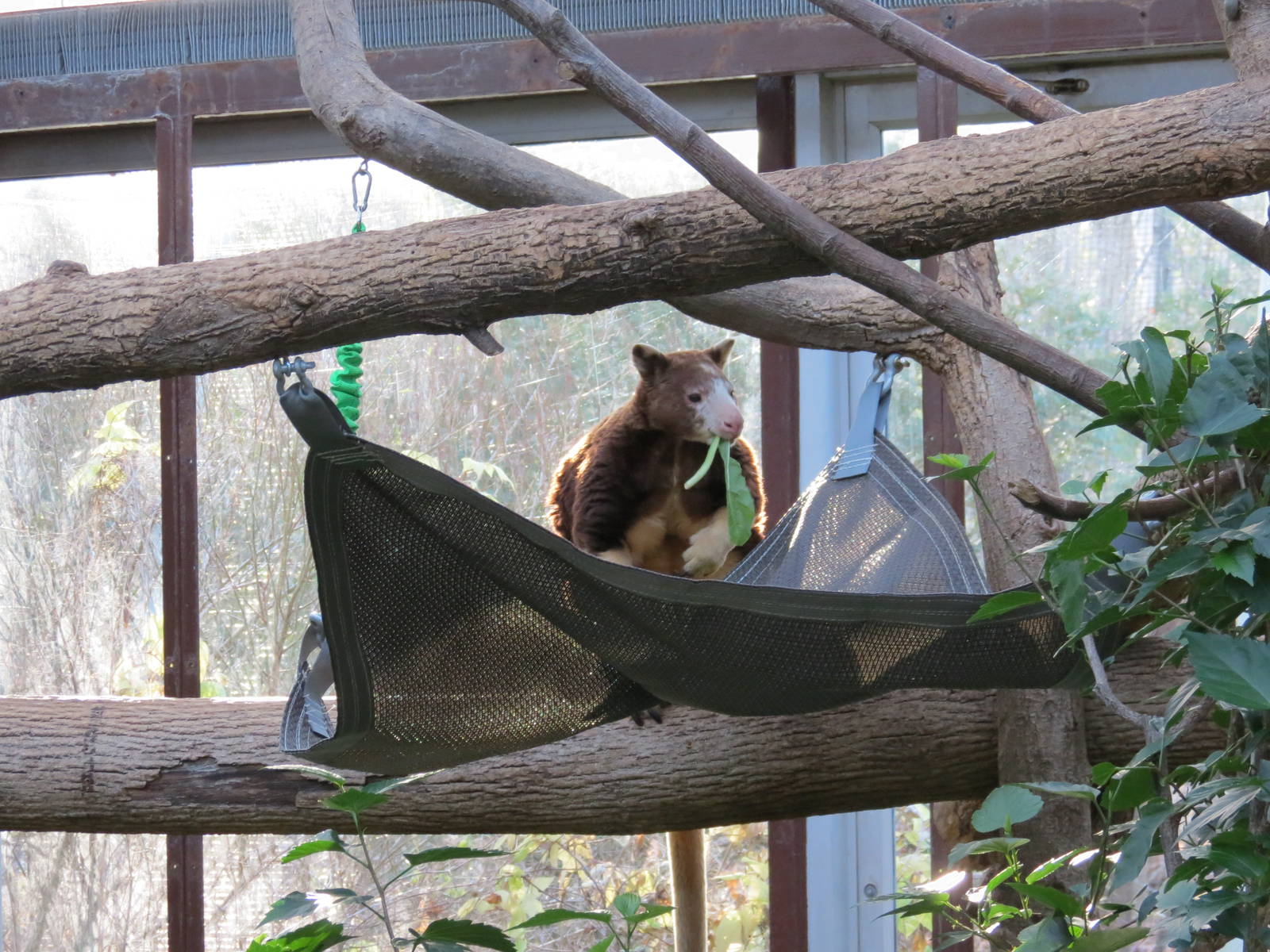 Matschies Tree Kangaroo
