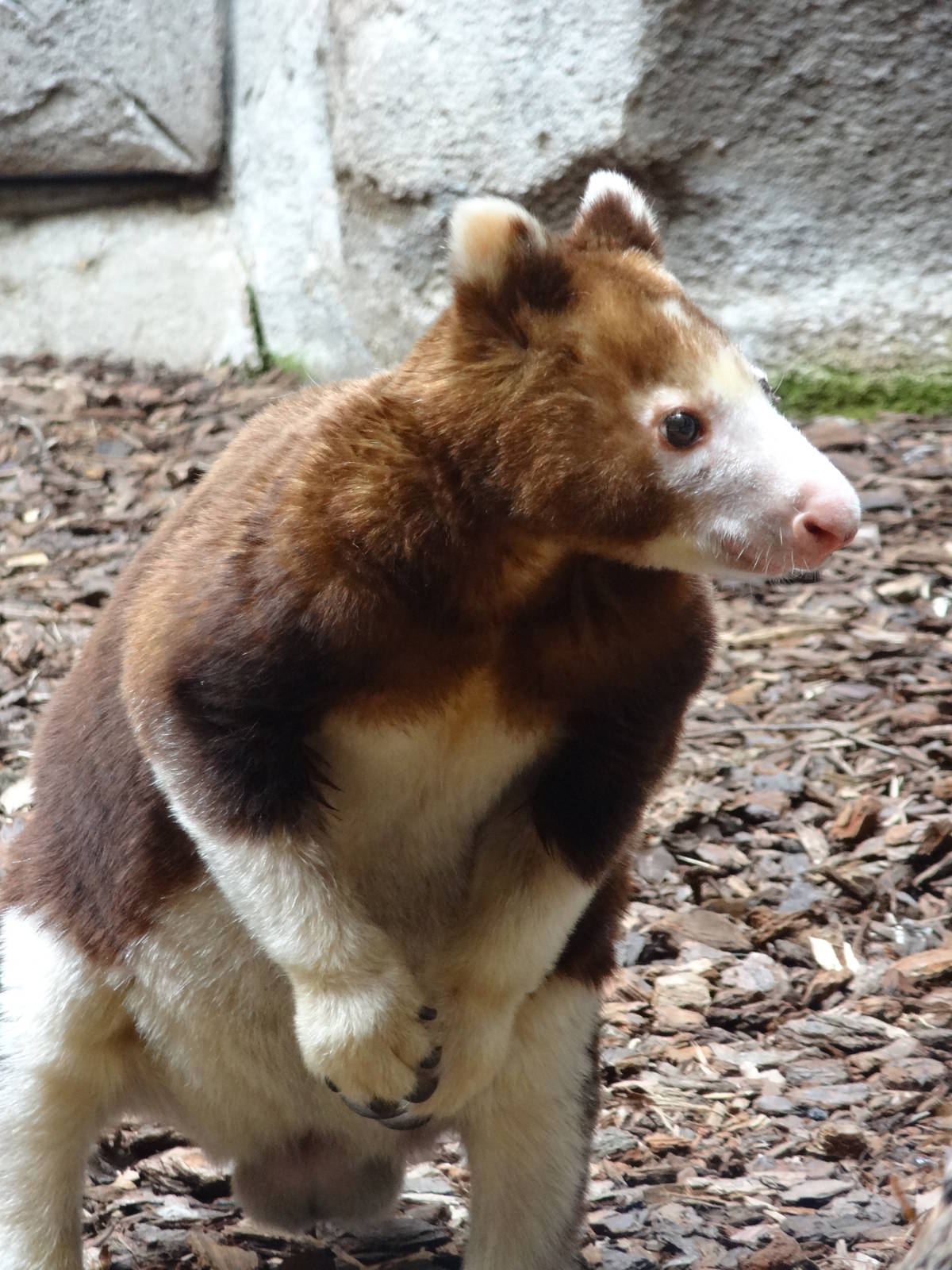 Matschie's tree kangaroo