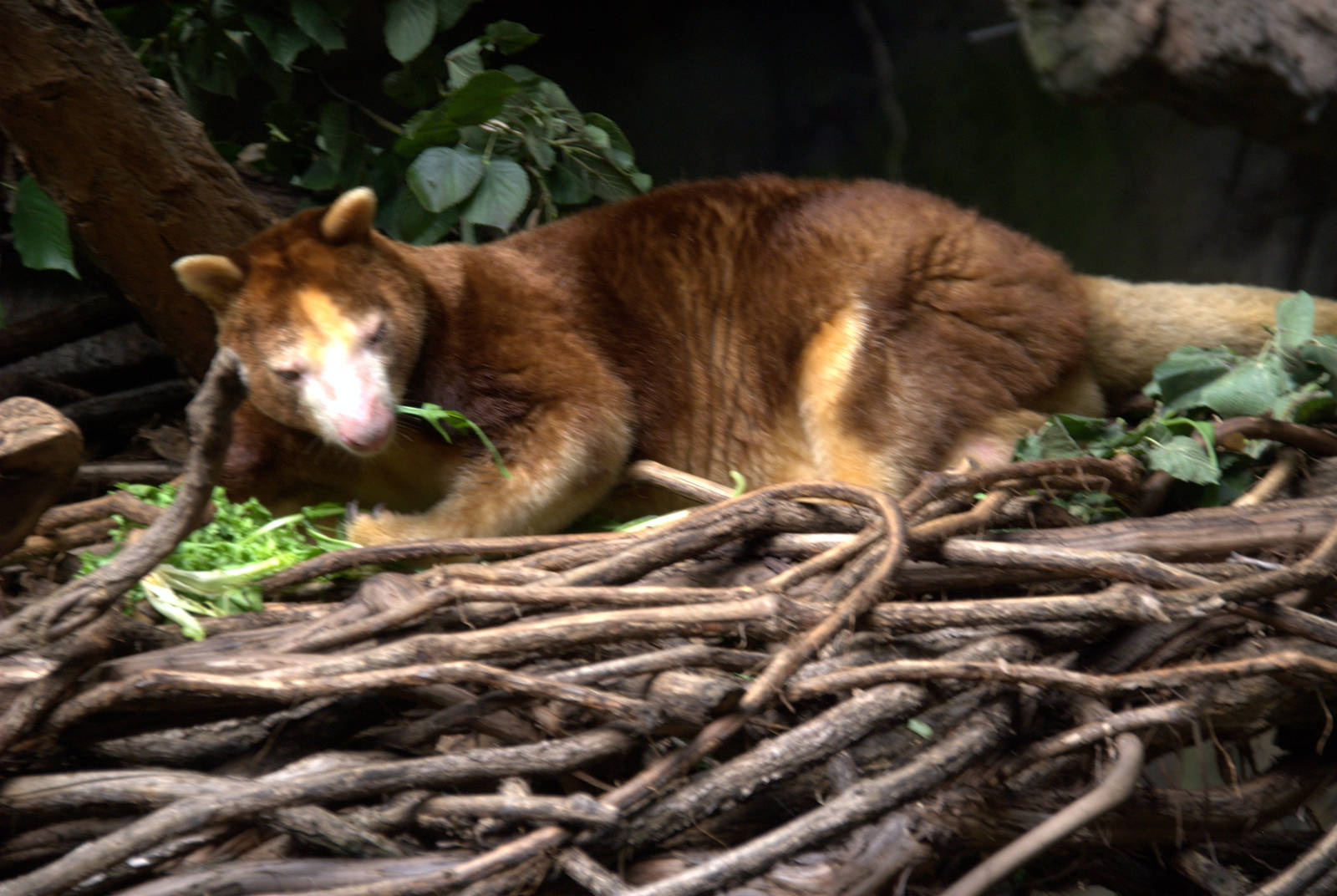 Matschies Tree Kangaroo