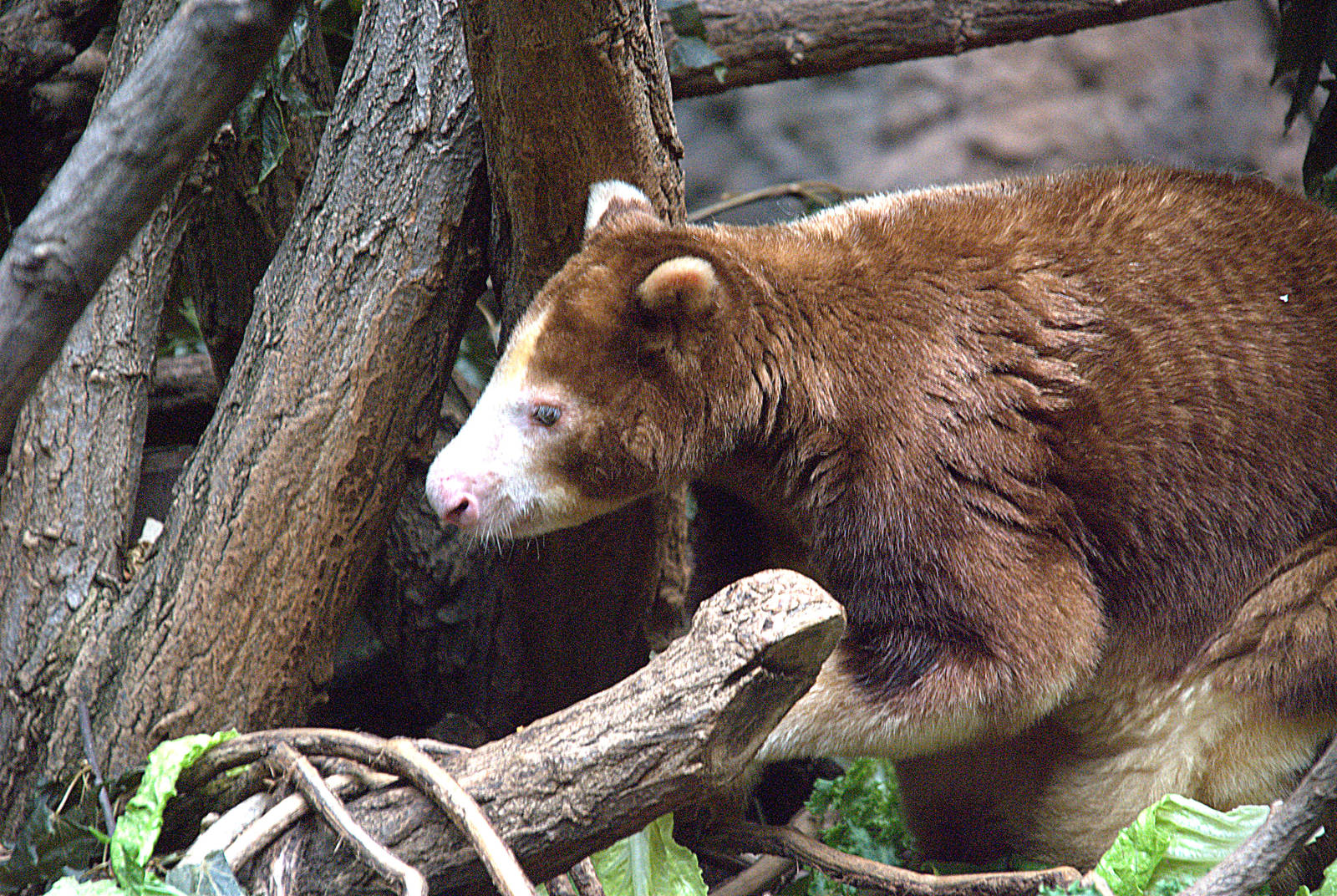 Matschies Tree Kangaroo