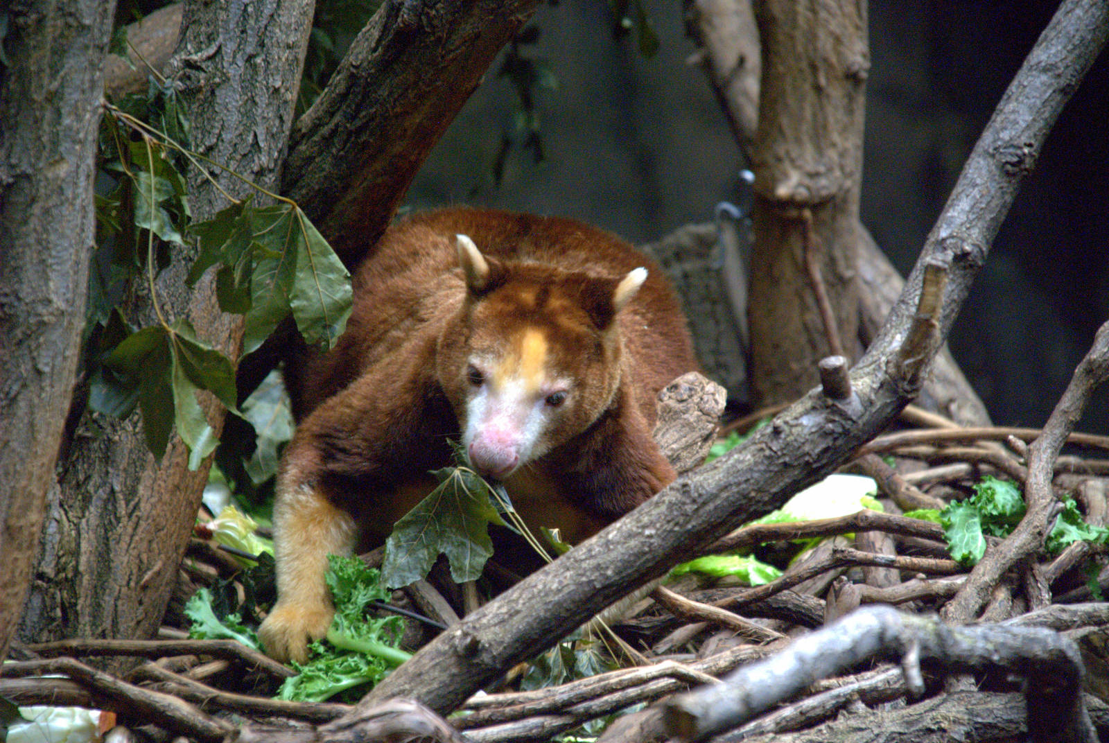 Matschies Tree Kangaroo